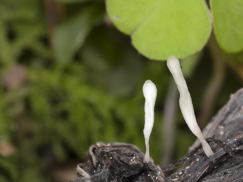 Typhula uncialis